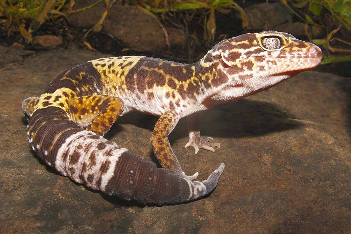 African fat-tailed gecko