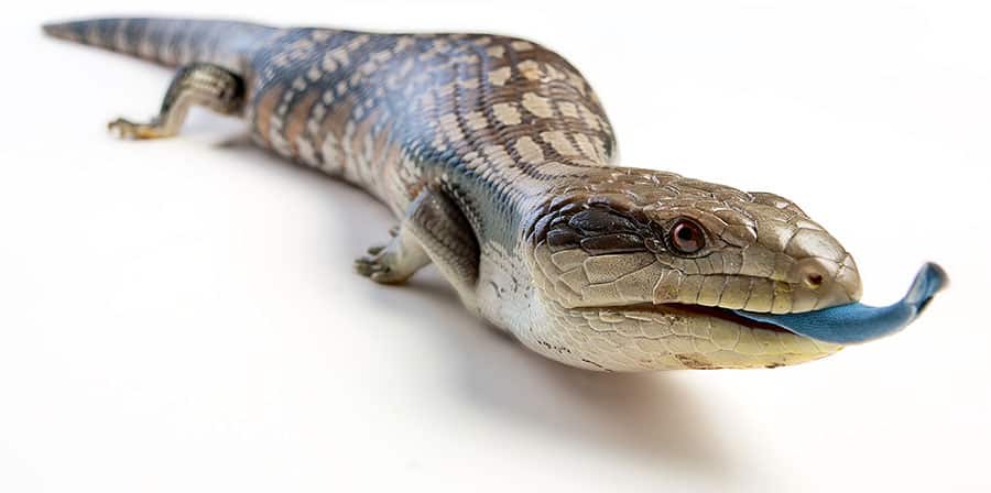 Blue-Tongued Skink