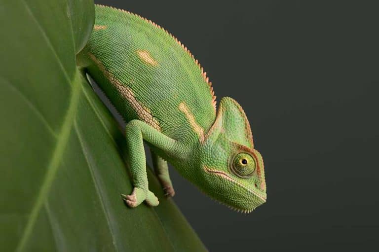 Veiled Chameleon Care Guide