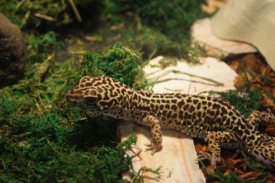 Factors That Inhibit Leopard Gecko Growth