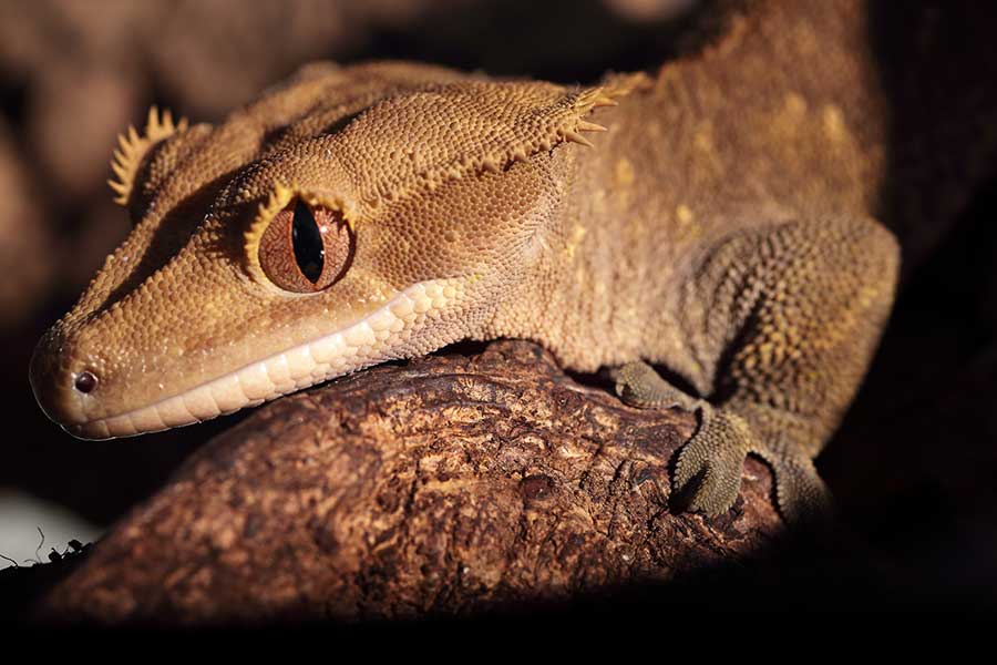 Factors that Affect the Crested Gecko’s Lifespan