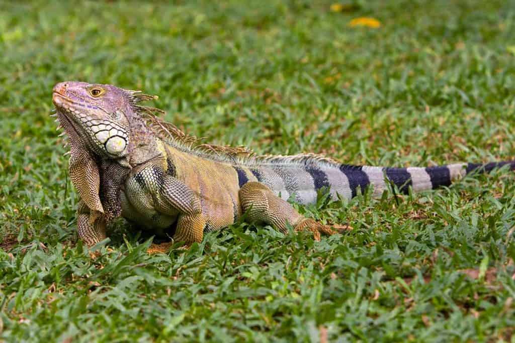 How Big Do Iguanas Get