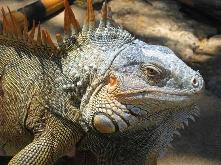 Iguana Care Guide for Novice and Experienced Keepers