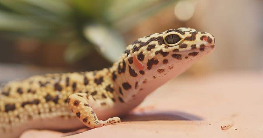 How to Maximize Your Leopard Gecko’s Lifespan