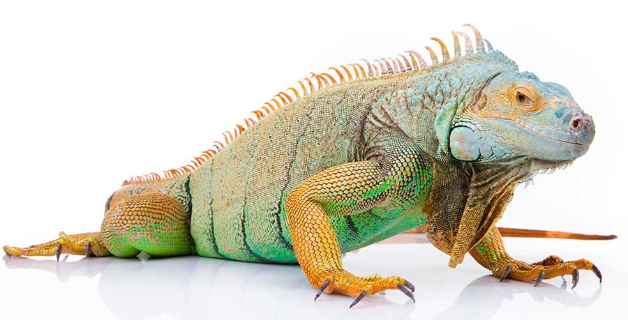 How to Sex Your Iguana