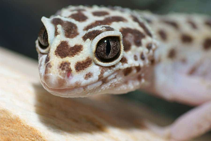 How to Take Care of a Leopard Gecko? – Housing, Diet & More