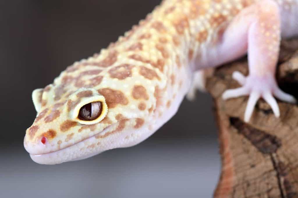 Leopard Gecko Setup