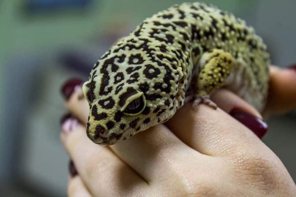 Leopard gecko care
