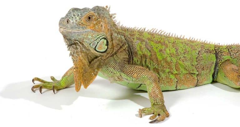 Male vs Female Iguana: What’s the Difference?