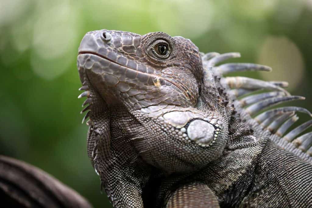 Male vs Female Iguana