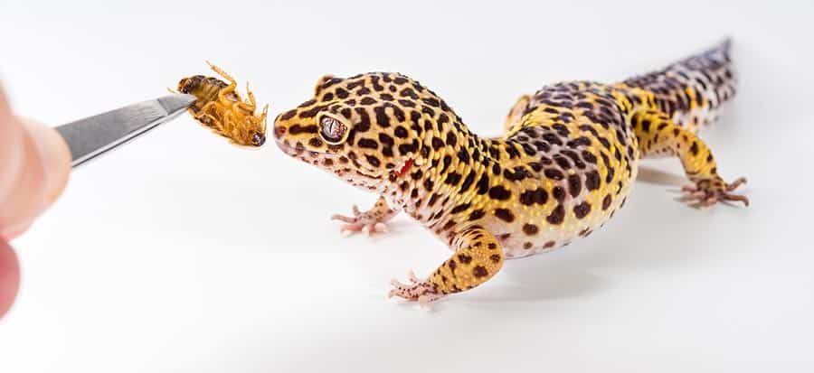 Offer Your Gecko a Balanced Diet