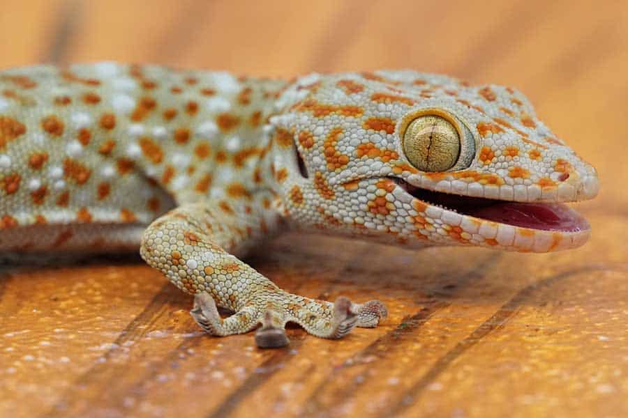 Setting Up Your Leopard Gecko’s Habitat