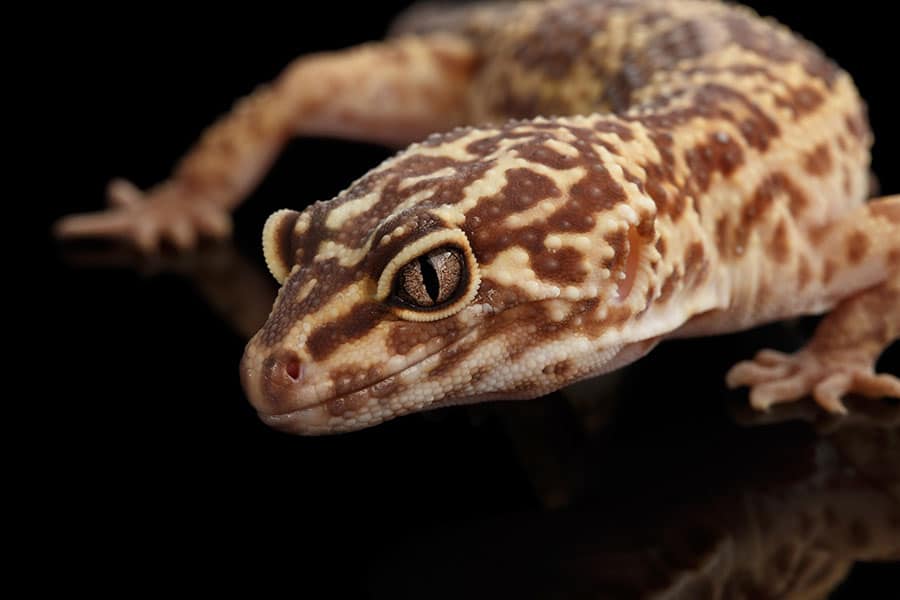 The Best Pet Lizards for Kids – Easiest Reptiles to Take Care of