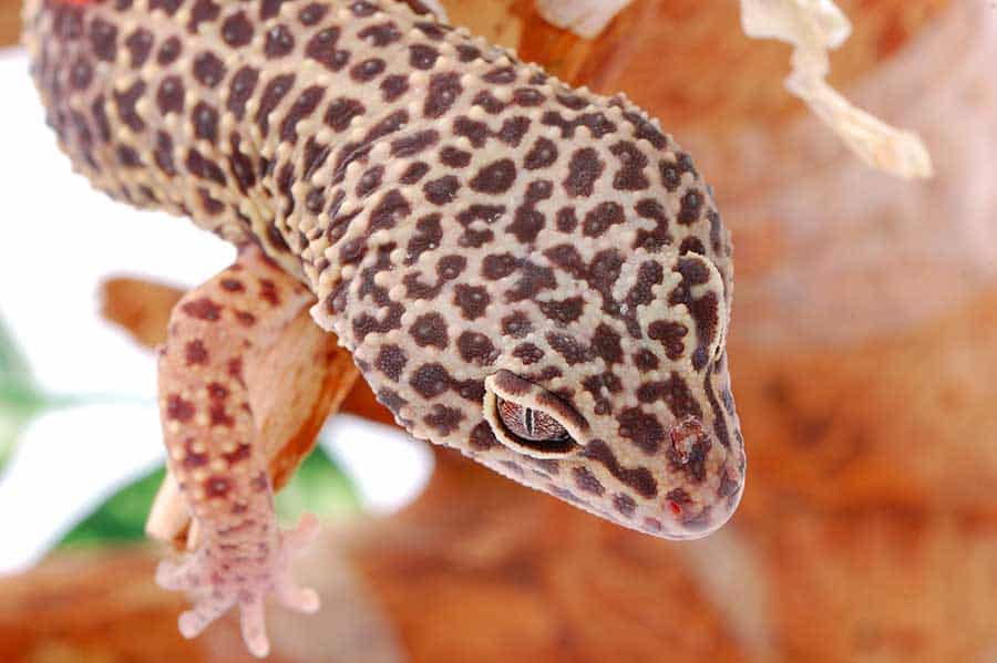 The Importance of Sexing Leopard Geckos