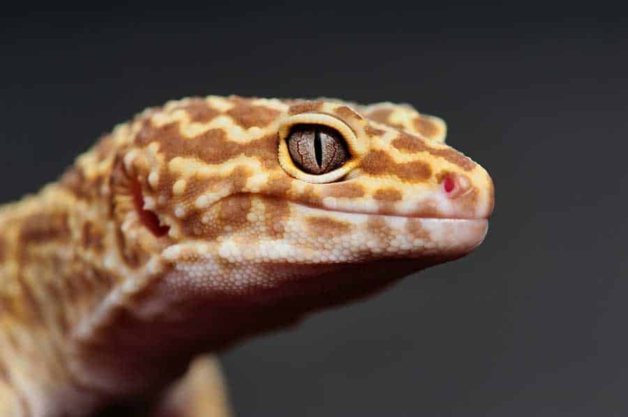 The Ultimate Leopard Gecko Setup Guide