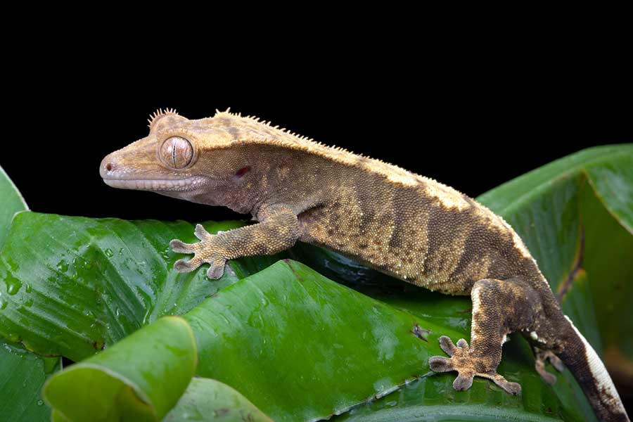 Tips for Extending a Crested Gecko’s Lifespan