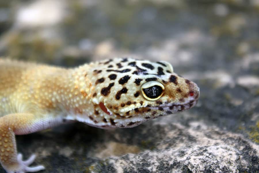 Tips for Feeding a Leopard Gecko