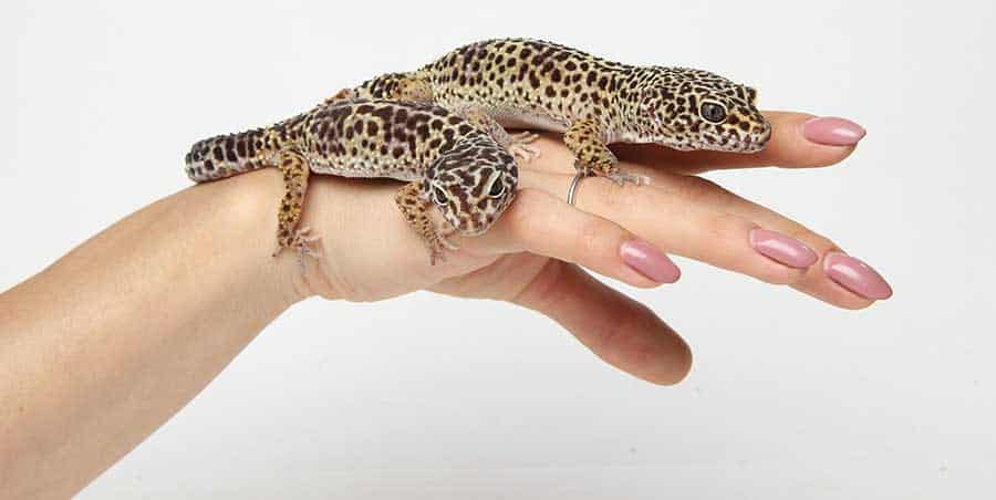Tips for Handling a Leopard Gecko During Sexing