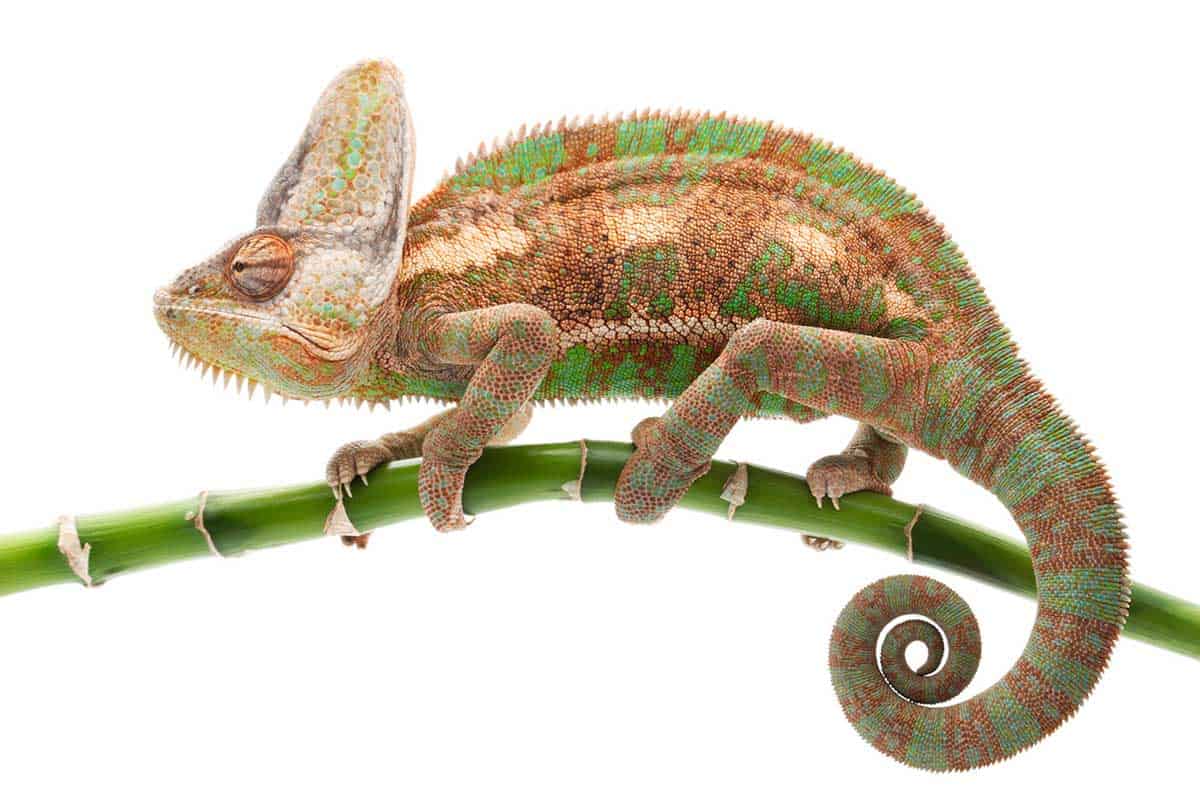 Veiled Chameleon Care Guide