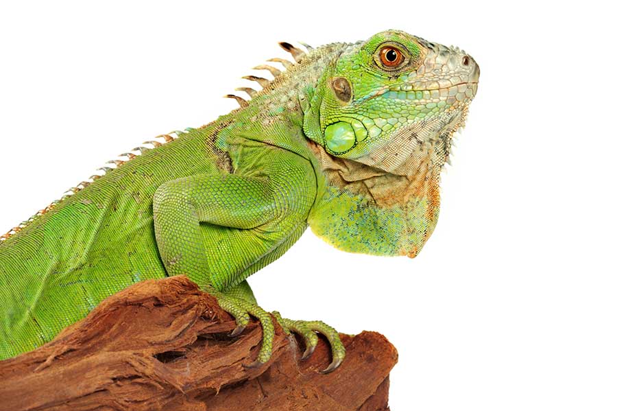 What Can I Feed My Green Iguana?