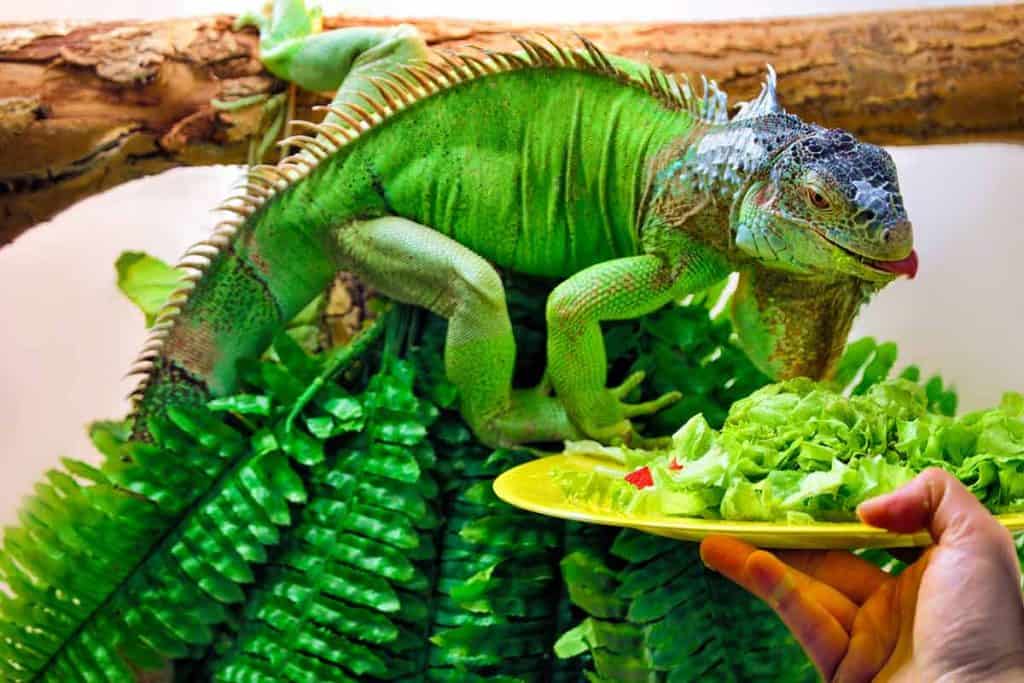 Can Iguanas Eat Kale?