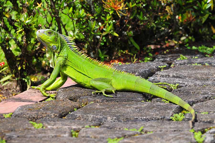 What to Avoid Feeding Your Green Iguana