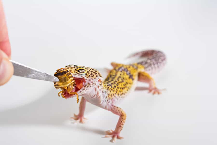 What to Feed Leopard Geckos
