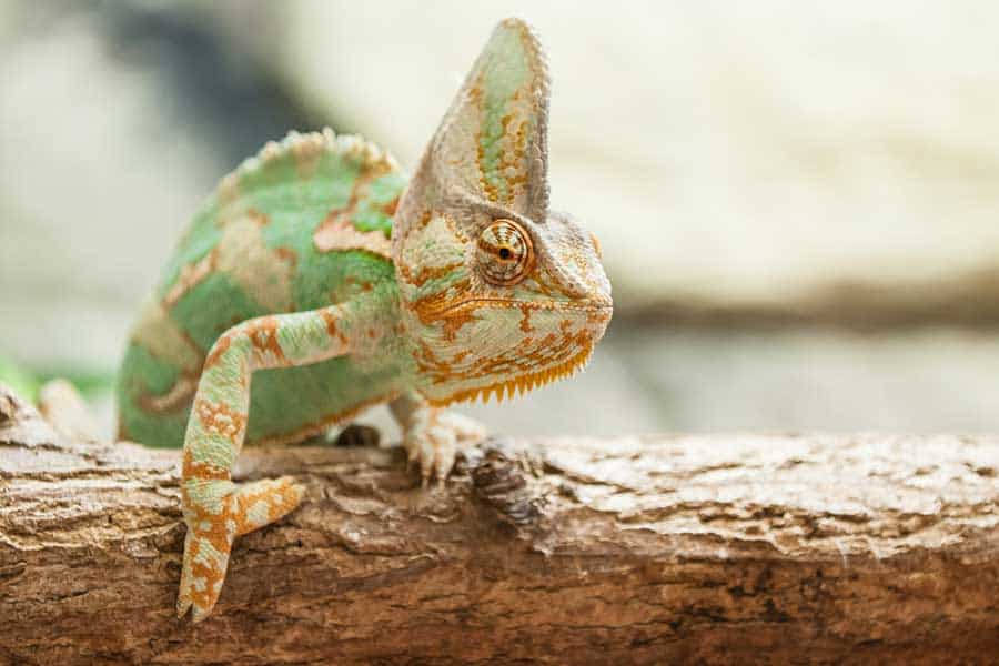 Your Veiled Chameleon’s Enclosure