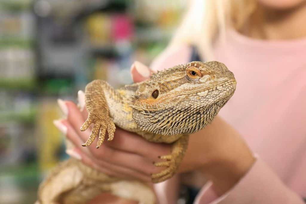 bearded dragon care guide