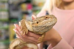 Bearded Dragon Care Guide For Beginner Herpers