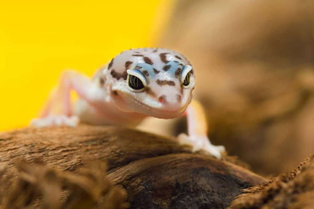 best light for leopard gecko