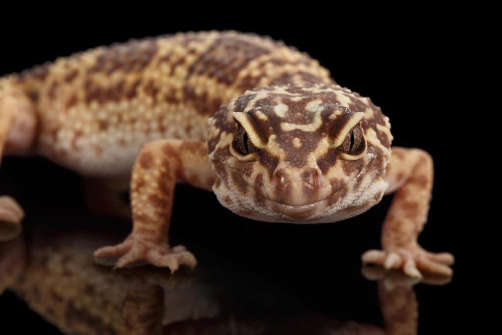 how big do leopard geckos get