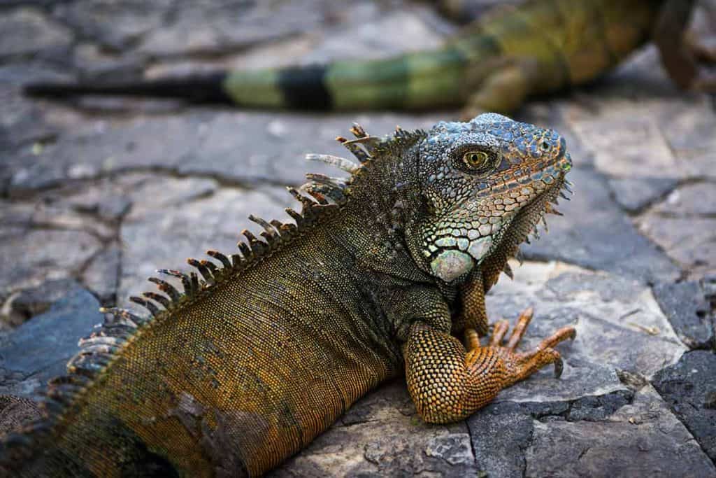 iguana care