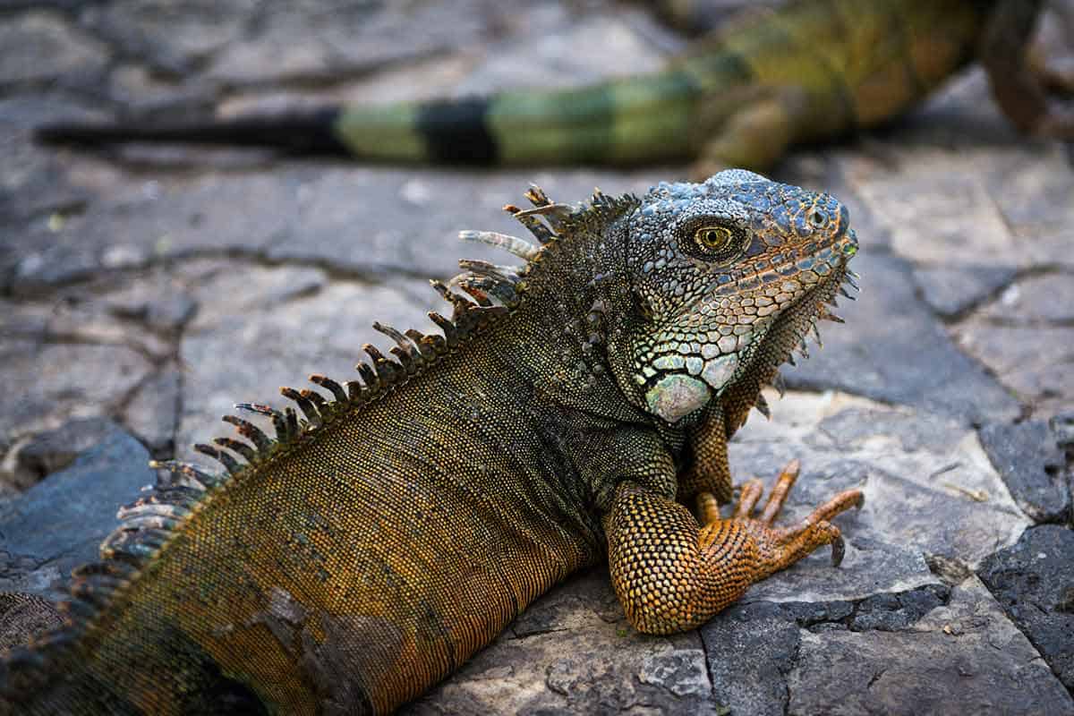 basking light for iguana