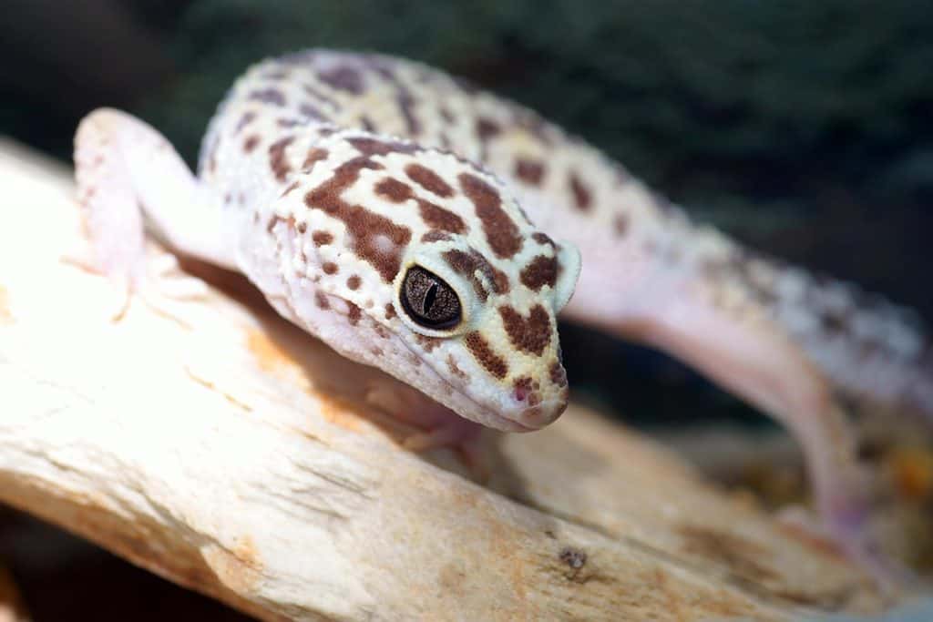 leopard gecko lifespan