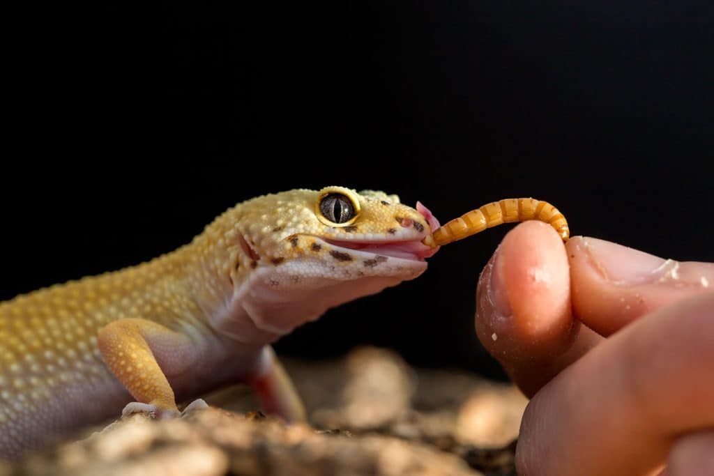 what do leopard geckos eat