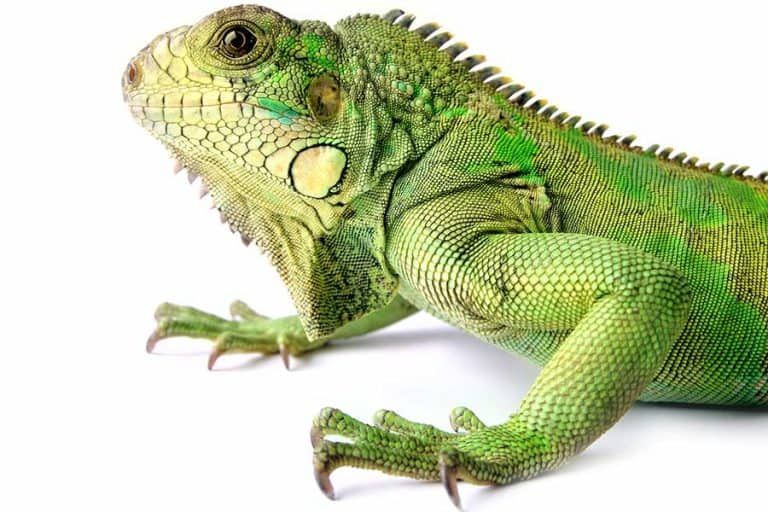 Bearded Dragon vs Iguana (Which Makes a Better Pet?)