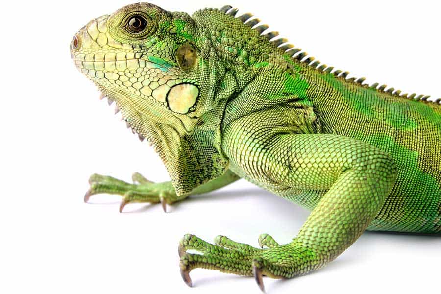 Iguana: Overview