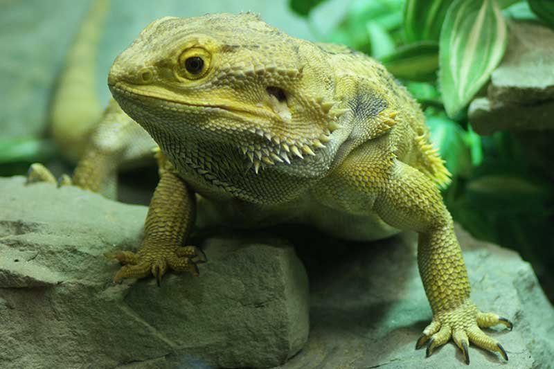 Bearded Dragon vs Iguana — Which Should You Get?