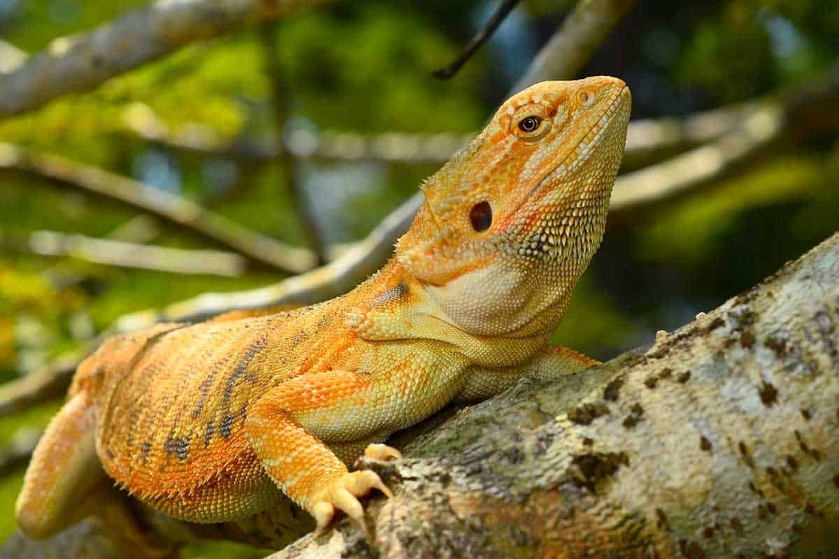 bearded dragon