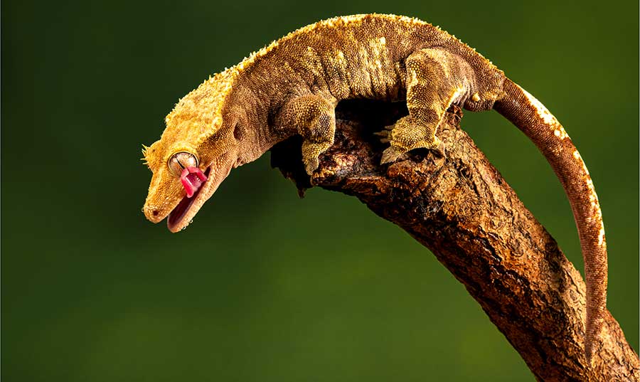 Factors That Inhibit Crested Gecko Growth