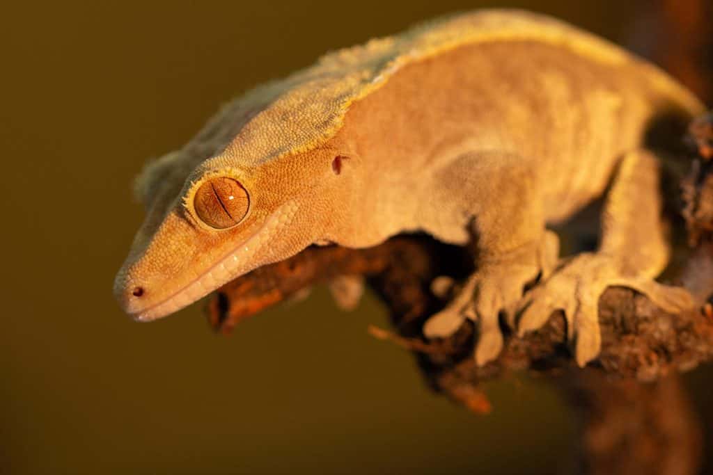 How Big Do Crested Geckos Get