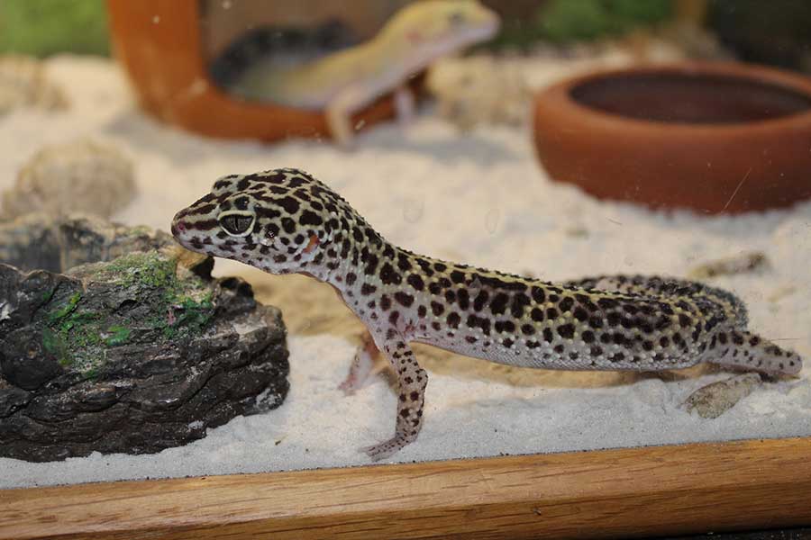 Leopard Gecko vs Bearded Dragon — Look for a Lizard to Love?