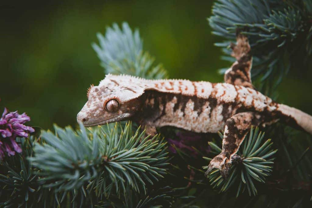 Male vs Female Crested Gecko