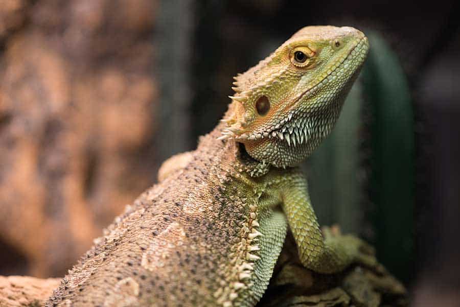 What Is Brumation in Wild Reptiles?