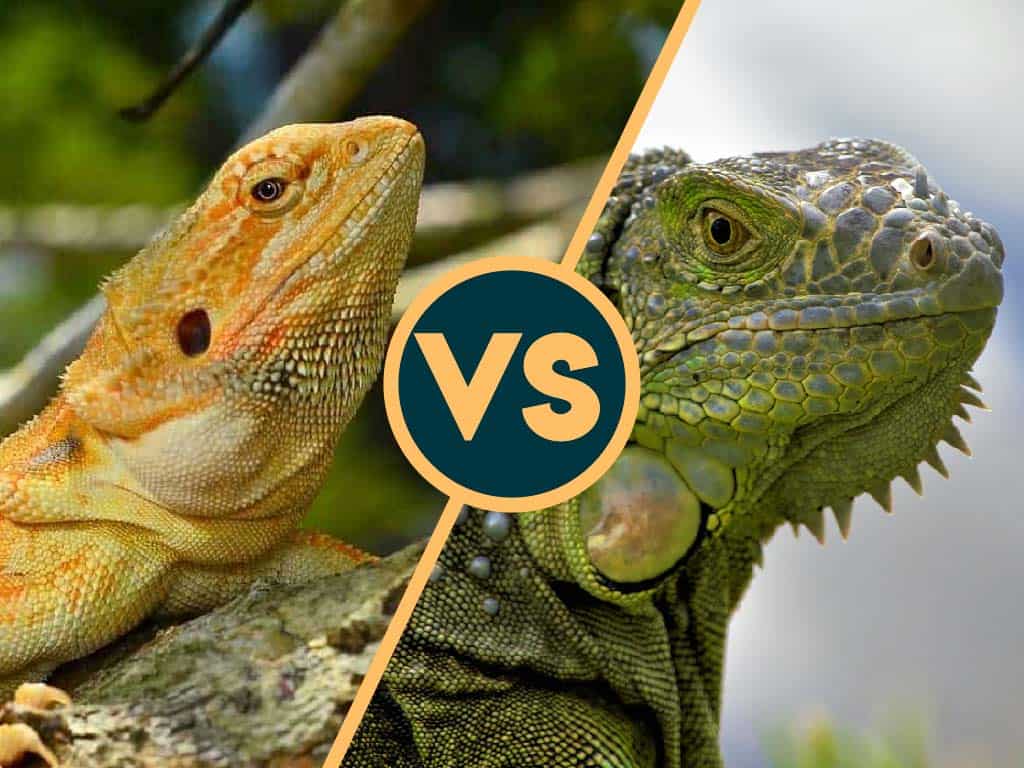 bearded dragon vs iguana