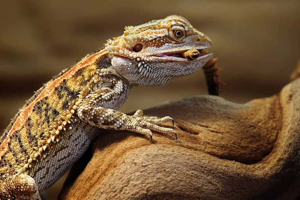 best worms for bearded dragons