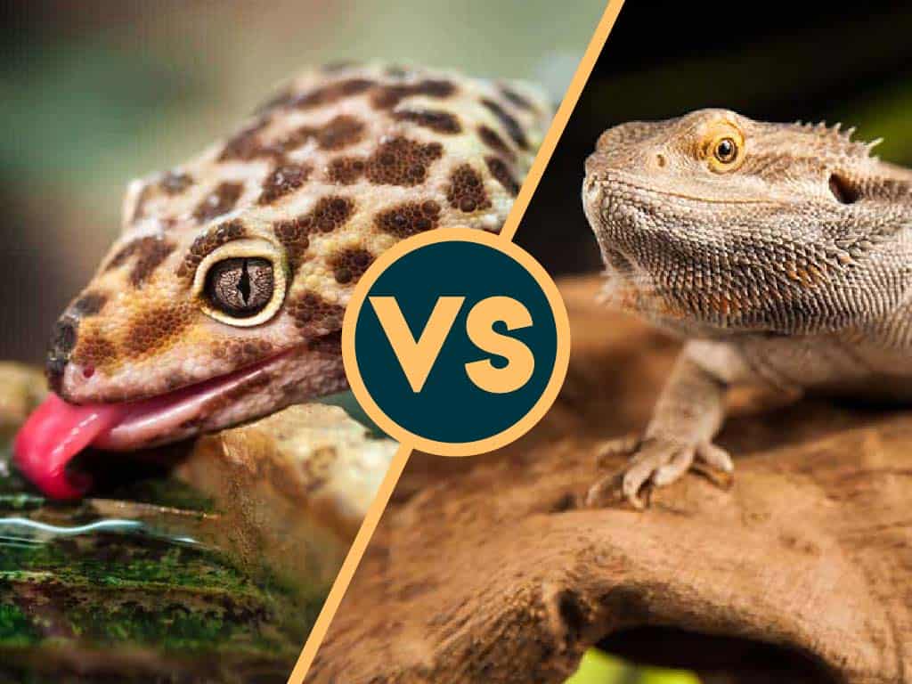 leopard gecko vs bearded dragon