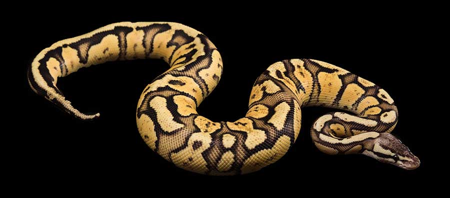 5 Tips to Improve Your Ball Python’s Lifespan