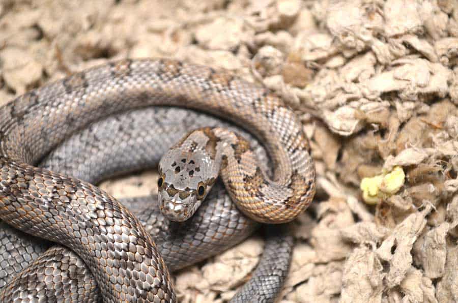 Baird’s Rat Snake